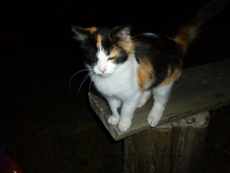 STLCC Hay Ride Oct 2014 009